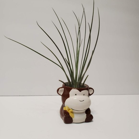 Animal Planter, Monkey Plant Pot, Ceramic Succulent Planter - Picture 7 of 8
